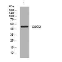 OSGI2 rabbit pAb