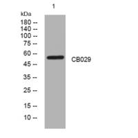 CB029 rabbit pAb