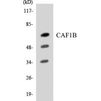 CAF-1 p60 Polyclonal Antibody