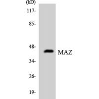 MAZ Polyclonal Antibody