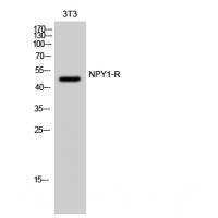 NPY1R antibody