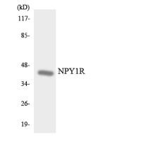 NPY1R antibody