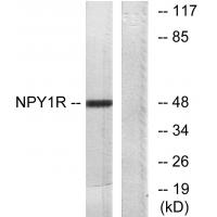 NPY1R antibody