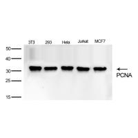 PCNA Rabbit mAb