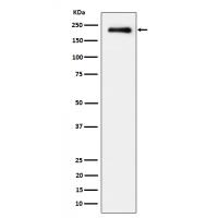 EGFR (Phospho-Tyr845) Rabbit mAb