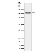 Rb (Phospho-Ser780) Rabbit mAb