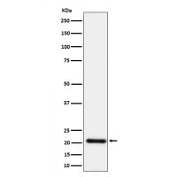 HN1 Rabbit mAb