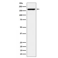 eIF3A Rabbit mAb