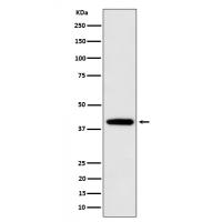 SEC14L2 / TAP Rabbit mAb