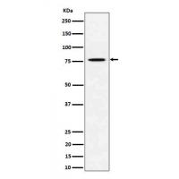 PSIP1 / LEDGF Rabbit mAb