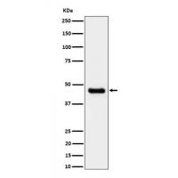 CABP Rabbit mAb