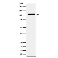 EXOC2 Rabbit mAb