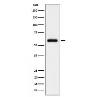 TFIIE alpha Rabbit mAb