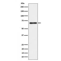 NR2C2 / TR4 Rabbit mAb