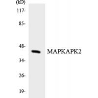 MAPKAPK-2 Polyclonal Antibody