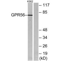 GPR56 Polyclonal Antibody