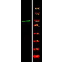 RBBP8 (Phospho-Ser664) Antibody