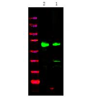 MAP3K2 (Phospho-Ser520) Antibody