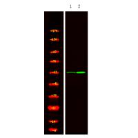 MOK (Phospho-Tyr161) Antibody