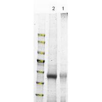 NDR1/2 (Phospho-Thr444/442) Antibody