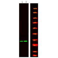 NuaK1 (Phospho-Ser600) Antibody