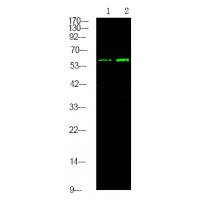 TGFBR2 (Phospho-Tyr284) Antibody