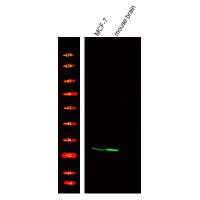 TRF2 (Phospho-Thr188) Antibody