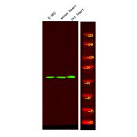 BAG3 (Phospho-Tyr457) Antibody