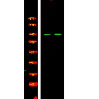 Bcl-6 (Phospho-Ser343) Antibody