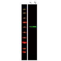 CEP55 (Phospho-Ser425) Antibody