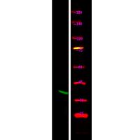 Connexin 43 (Phospho-Ser373) Antibody