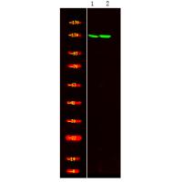 SREBP-2 (Phospho-Ser455) Antibody