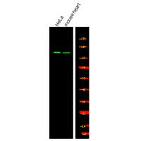 USP28 (Phospho-Ser67) Antibody