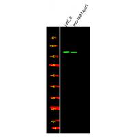 USP28 (Phospho-Ser714) Antibody