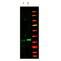 CDK5 (Phospho-Ser159) Antibody