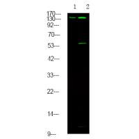 Met (Phospho-Tyr1313) Antibody