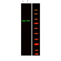 Mre11 (Phospho-Ser676) Antibody