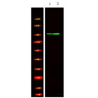 HSP105 (Phospho-Ser809) Antibody