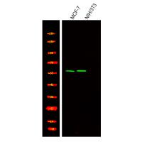 TRF2 (Phospho-Ser323) Antibody