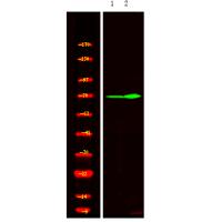 XRCC1 (Phospho-Thr284) Antibody