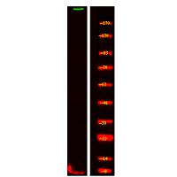 ASPM Antibody