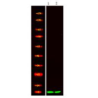 COX7A1 Antibody