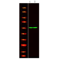 SMARCD1/3 Antibody