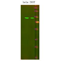 ISK7 Antibody