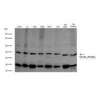 GCVK_HHV6U Antibody