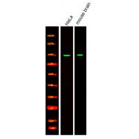 CHD8 Antibody