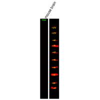 USP34 Antibody