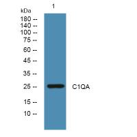 C1QA Polyclonal Antibody