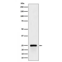 GSTA4 Rabbit mAb