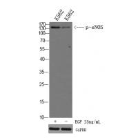 eNOS (Phospho-Ser1179) Antibody